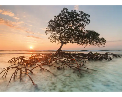 Alexander Von Humboldt - Manglar Rojo: Rompecabezas de 1000 piezas Heye