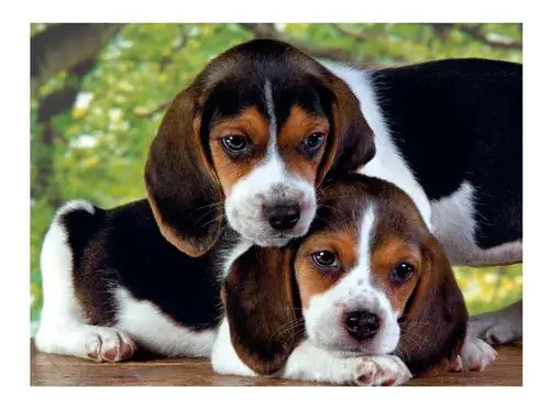 Beagles Juntos Rompecabezas 500 piezas Clementoni