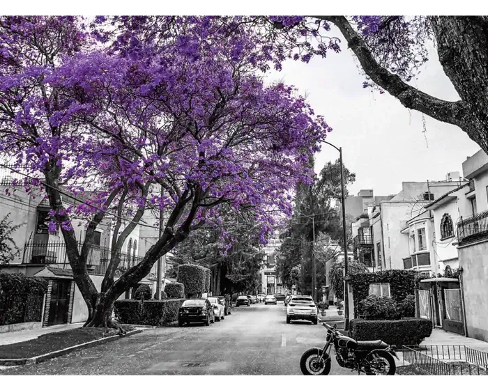 Jacarandas, Ciudad de México Rompecabezas 1000 Piezas Anatolian