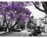 Jacarandas, Ciudad de México Rompecabezas 1000 Piezas Anatolian