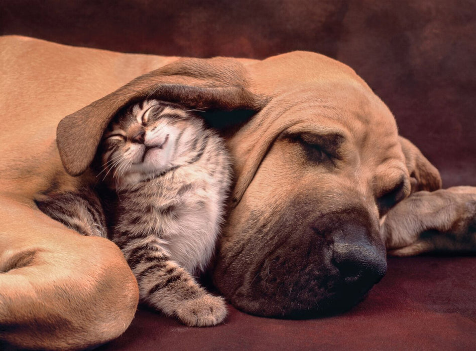 Perro y Gato Acurrucados