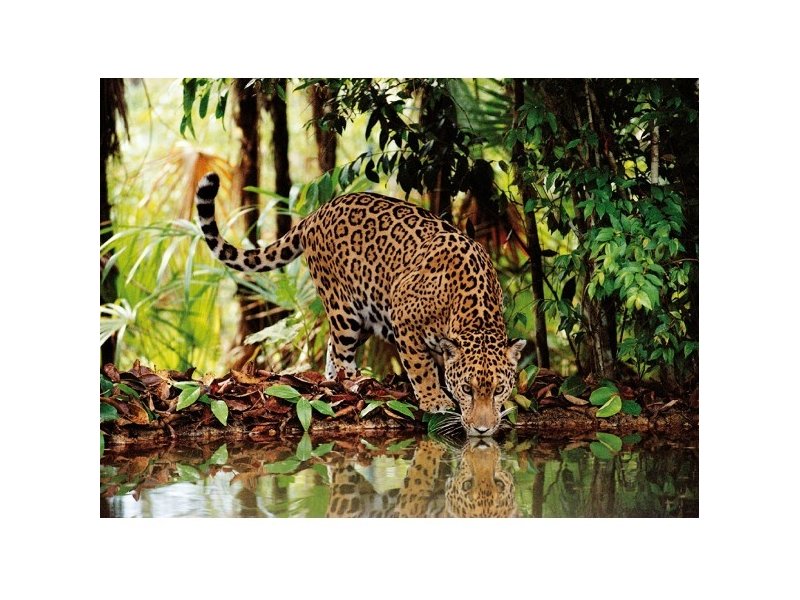 Reflejo de Leopardo